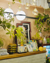 WOMO Globe Plant Wall Sconce-WM6035 thumbnail